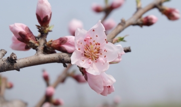 pink flower