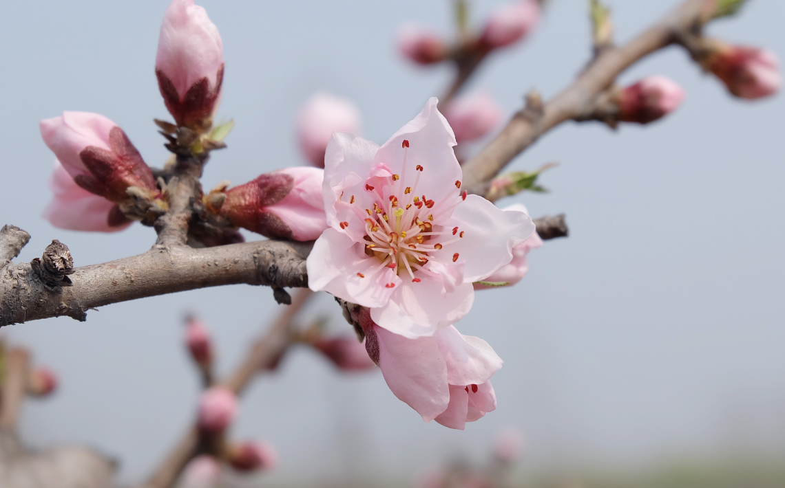 pink flower